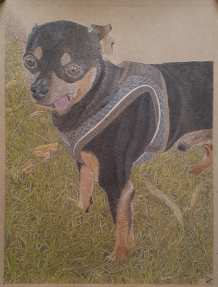 Handdrawn Portrait of half Chihuahua and half Czech Rat Dog, called Charlie