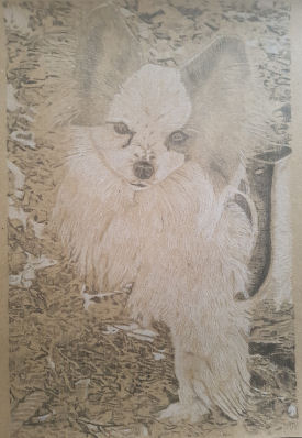 Drawing of dog called Enzo Ferrari, fastest dog in the park, small dog large ego