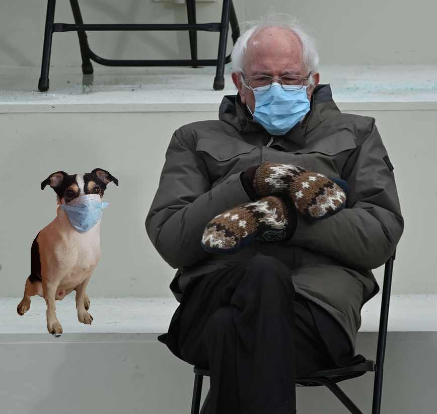 Surgically masked dog sitting next to Bernie Sanders