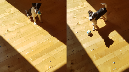 Puppy Dog destroys plastic ball and blames it on a beam of light