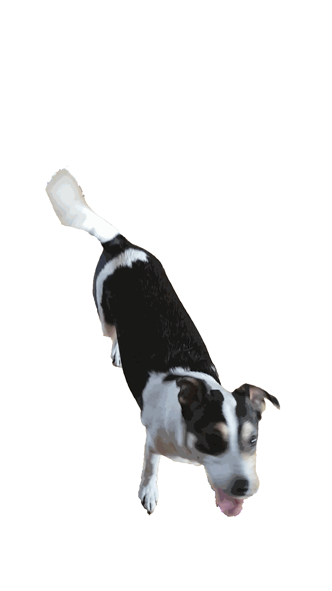 Animation of a dog dancing on its hind legs